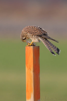 Torenvalk - Common Kestrel - Falco tinnunculus