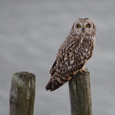 Velduil - Short-eared Owl - Asio flammeus