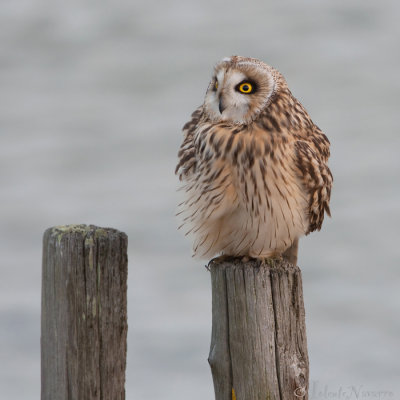 Velduil - Short-eared Owl - Asio flammeus
