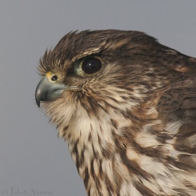 Smelleken - Merlin - Falco columbarius