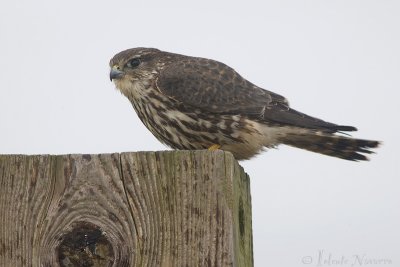 Smelleken - Merlin - Falco columbarius