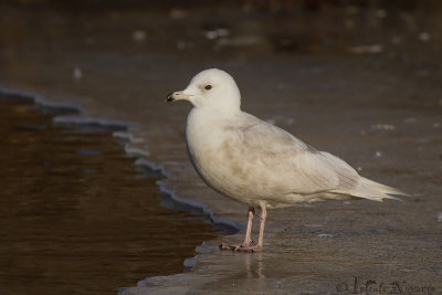 Kleine Burgemeester - Iceland Gull - Larus glaucoides