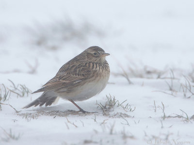 Veldleeuwerik - Skylark - Alauda arvensis