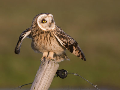 Velduil - Short-eared Owl - Asio flammeus