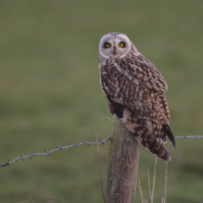 Velduil - Short-eared Owl - Asio flammeus