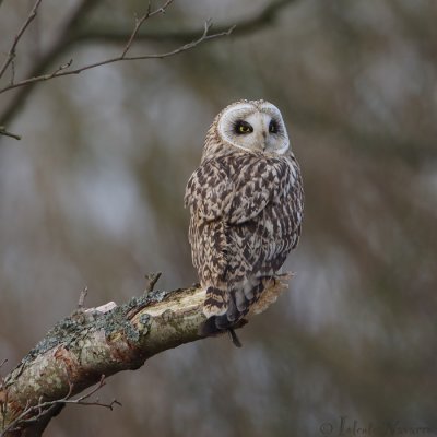 Velduil - Short-eared Owl - Asio flammeus