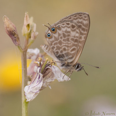 Klein Tijgerblauwtje - Lang's Short-tailed Blue - Leptotes pirithous