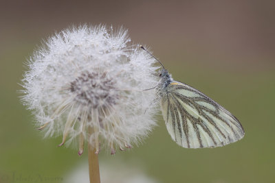Klein Geaderd Witje - Green-veined White - Pieris napi