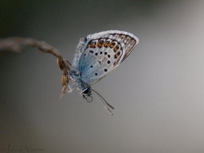 Heideblauwtje - Silver-studded Blue - Plebejus argus