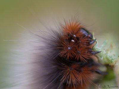 Rups Grote Beer - Garden tiger moth - Arctia caja