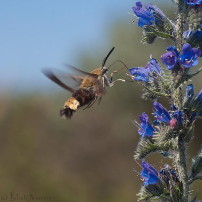 Glasvleugelpijlstaart - Broad-bordered Bee Hawk-moth - Hemaris fuciformis
