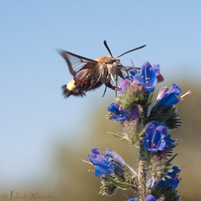 Glasvleugelpijlstaart - Broad-bordered Bee Hawk-moth - Hemaris fuciformis