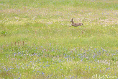 Ree - Roe deer - Capreolus capreolus