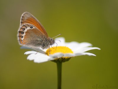 Alpenhooibeestje - Alpine Heath - Coenonympha gardetta