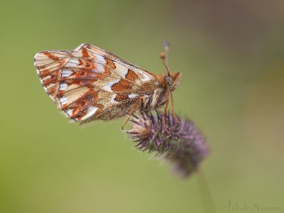 Herdersparelmoervlinder - Shepherd's Fritillary - Boloria pales