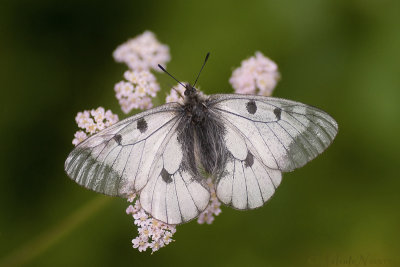 Zwarte Apollovlinder - Clouded Apollo - Parnassius mnemosyne