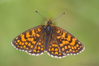 Bosparelmoervlinder - Heath Fritillary - Melitaea athalia