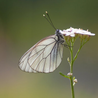Groot Geaderd Witje - Black-veined White - Aporia crataegi