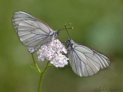 Groot Geaderd Witje - Black-veined White - Aporia crataegi