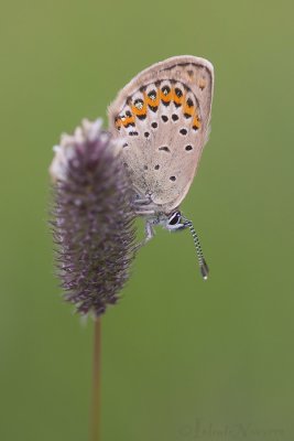 Vals Heideblauwtje - Idas Blue - Plebejus idas