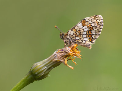 Bosparelmoervlinder - Heath Fritillary - Melitaea athalia