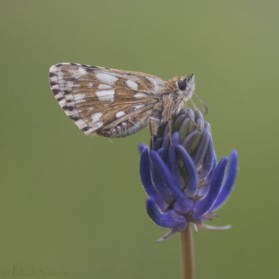 Voorjaarsspikkeldikkopje - Olive Skipper - Pyrgus serratulae