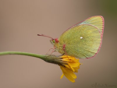 Veengeeltje - Moorland Clouded Yellow - Colias palaeno