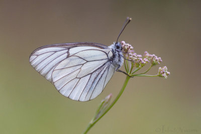 Groot Geaderd Witje - Black-veined White - Aporia crataegi