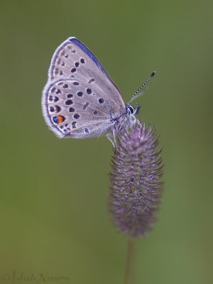 Veenbesblauwtje - Cranberry Blue - Plebejus optilete