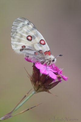 Apollovlinder - Apollo - Parnassius apollo