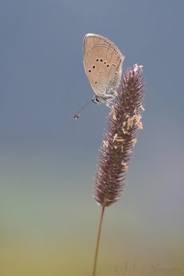 Klaverblauwtje - Mazarine Blue - Polyommatus semiargus