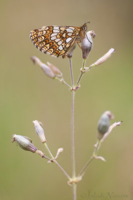 Bosparelmoervlinder - Heath Fritillary - Melitaea athalia