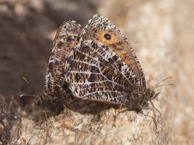 Gletsjervlinder - Alpine Grayling - Oeneis glacialis