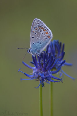 Icarusblauwtje - Common Blue - Polyommatus icarus
