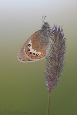 Alpenhooibeestje - Alpine Heath - Coenonympha gardetta