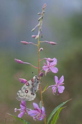 Apollovlinder - Apollo - Parnassius apollo