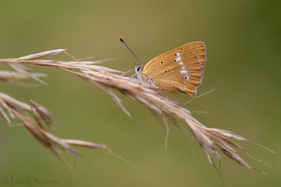 Morgenrood - Scarce Copper - Lycaena virgaureae