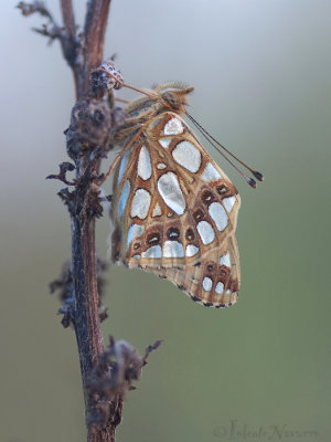Queen of Spain Fritillary - Kleine Parelmoervlinder - Issoria lathonia