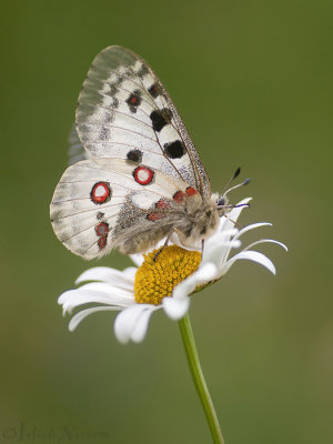 Apollovlinder - Apollo - Parnassius apollo
