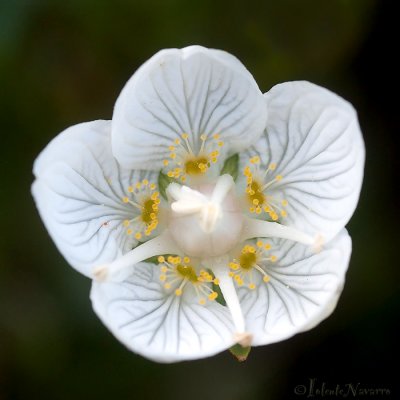 Parnassia - Marsh Grass-of-Parnassus - Parnassia palustris