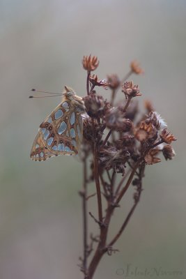 Queen of Spain Fritillary - Kleine Parelmoervlinder - Issoria lathonia