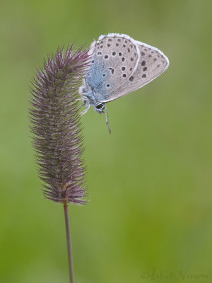 Tijmblauwtje - Large Blue - Phengaris arion
