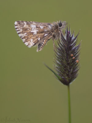 Aardbeivlinder - Grizzled Skipper - Pyrgus malvae