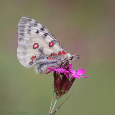 Apollovlinder - Apollo - Parnassius apollo