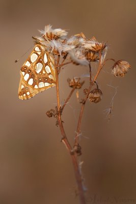 Queen of Spain Fritillary - Kleine Parelmoervlinder - Issoria lathonia