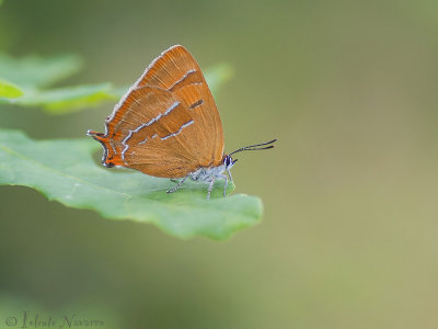 Sleedoornpage - Brown Hairstreak - Thecla betulae