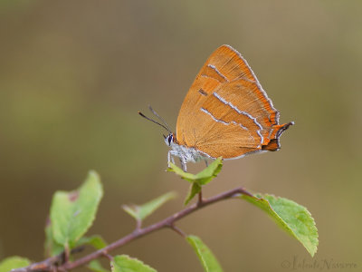 Sleedoornpage - Brown Hairstreak - Thecla betulae