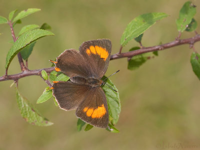 Sleedoornpage - Brown Hairstreak - Thecla betulae