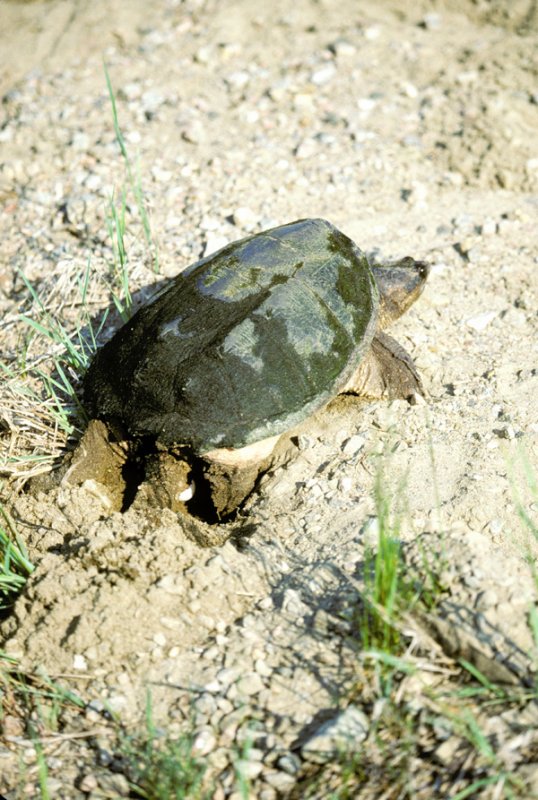 Snapping turtle laying eggs