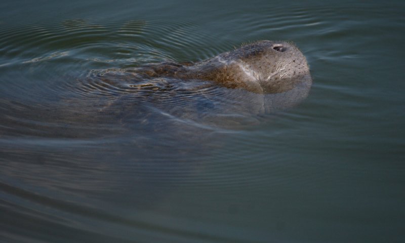 Florida manatee